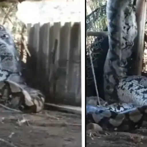 Captura de pantalla video. 