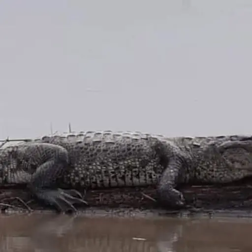 Captura de pantalla video X. 