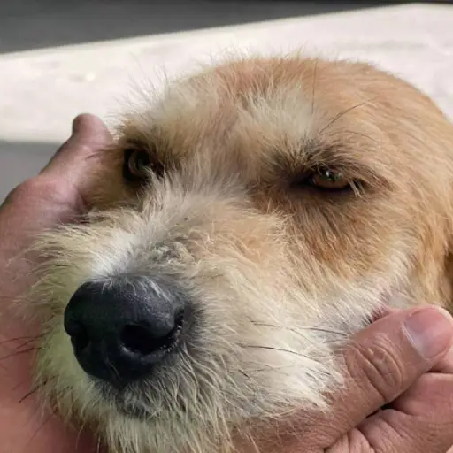 Foto: Dirección de Bienestar Animal Muniguate