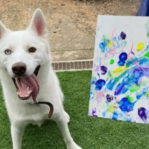 Instagram (Bristol Animal Rescue Centre)