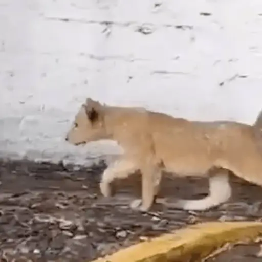 Captura de pantalla X. 