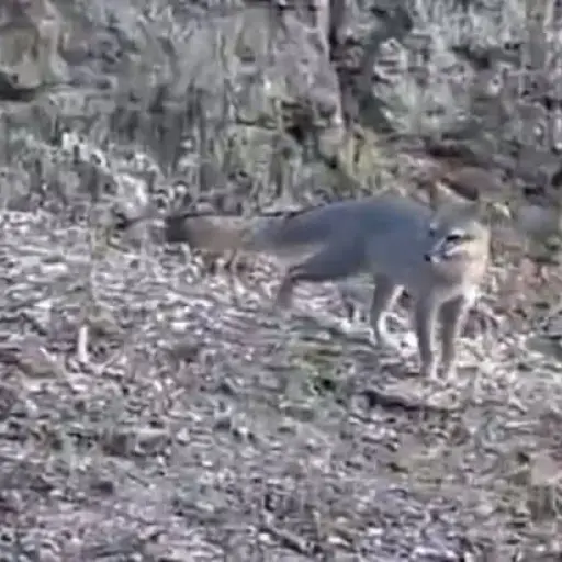 Captura de pantalla. ,