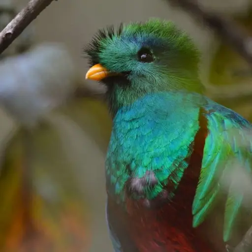 Foto tomada del sitio del Conap. 