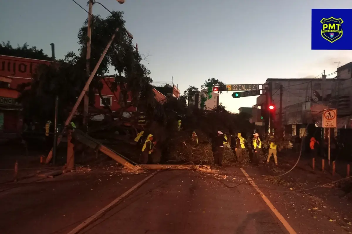 arbol-cae-avenida-bolivar-emisoras-unidas.jpeg, 