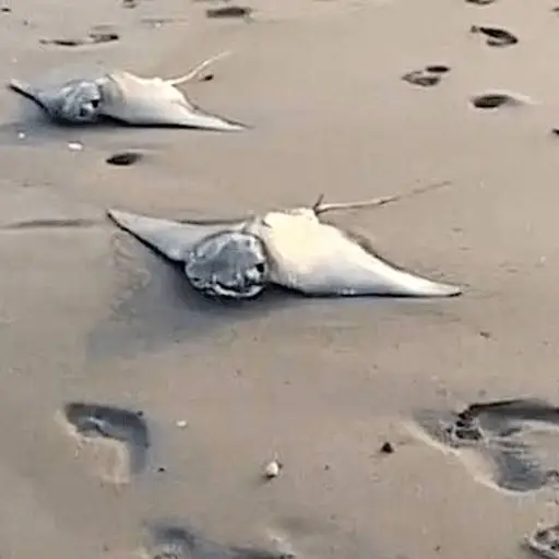 Captura de pantalla video de TikTok. 