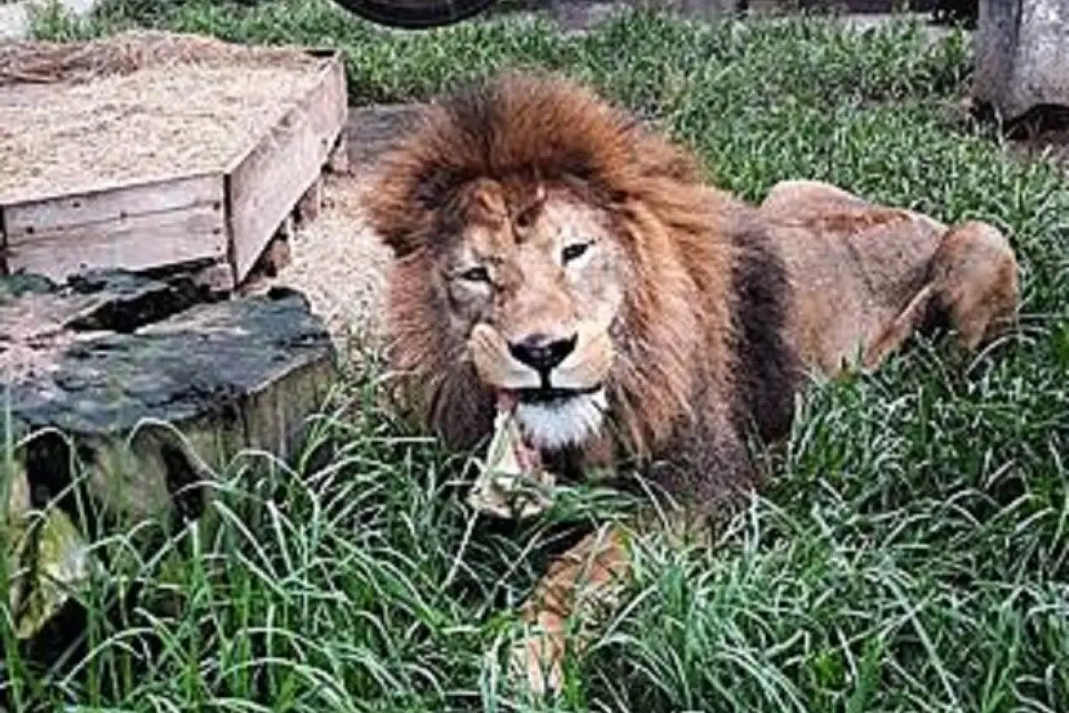 Simba-a-punto-de-ser-sacrificado-foto-editada.jpg, 