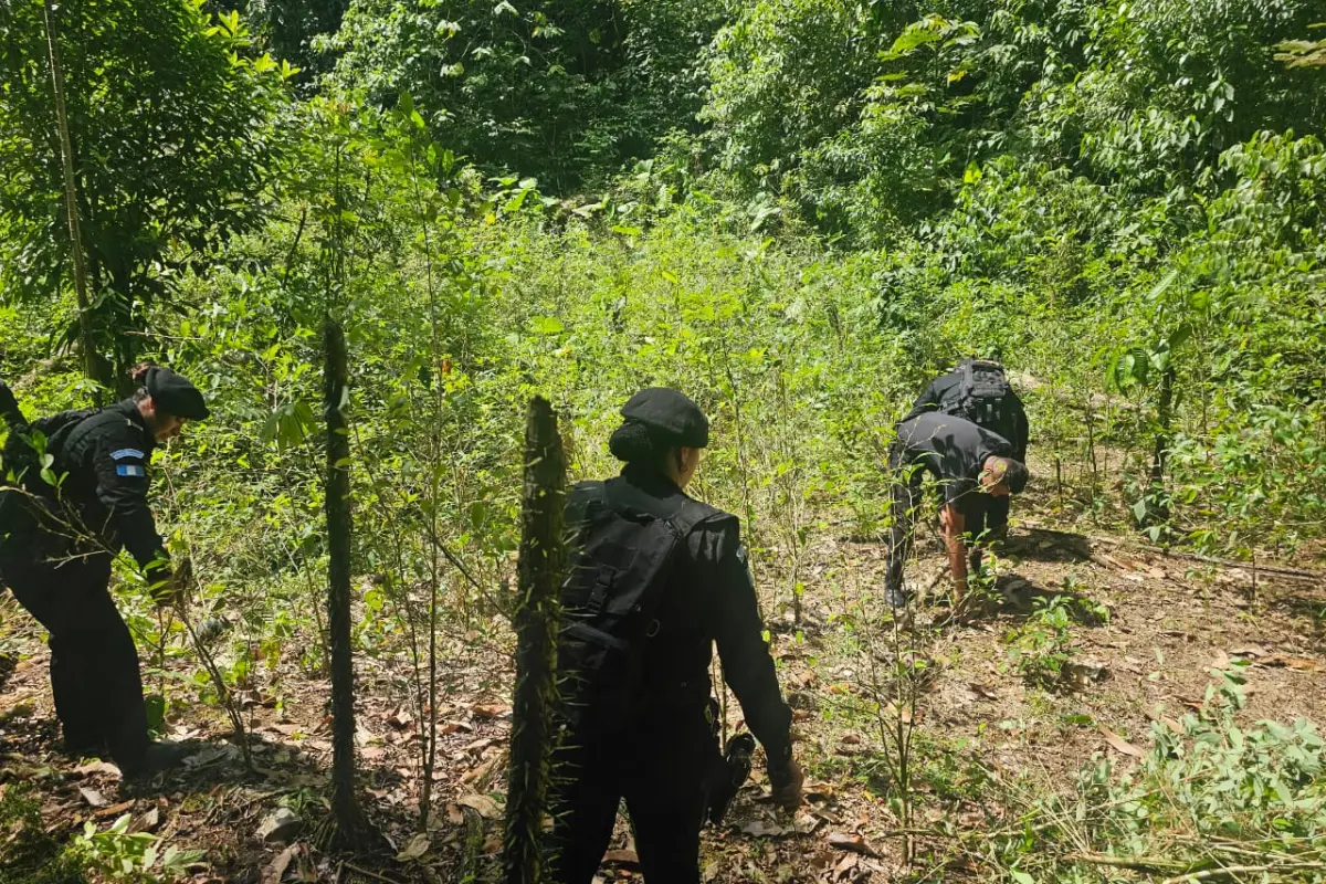 Localizan hojas de coca en aldea El Aguacate de Livingston, Izabal, 