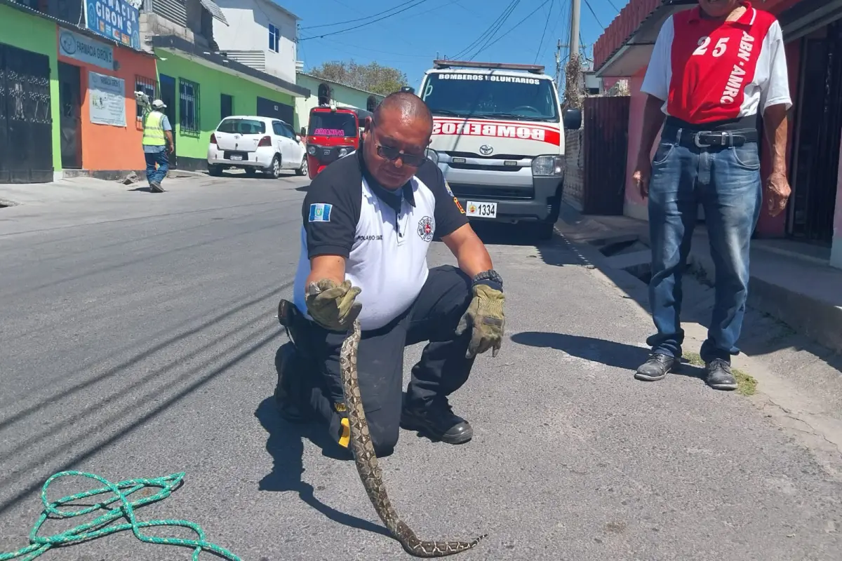 rescatan serpiente en vvienda de la zona 25, 