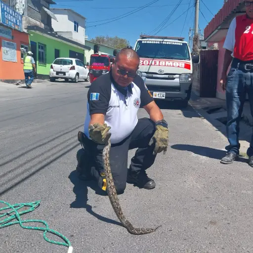 rescatan serpiente en vvienda de la zona 25 ,