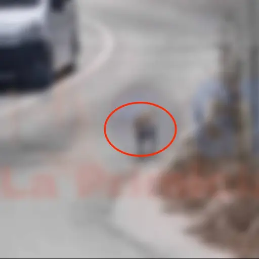 perro-bebe-hocico-solola ,