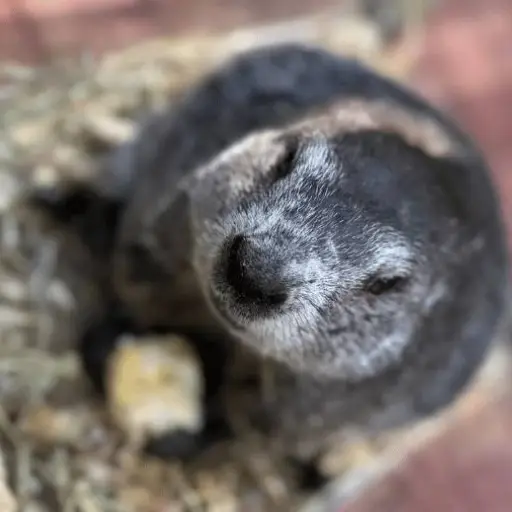 Instagram (@punxsyphil)