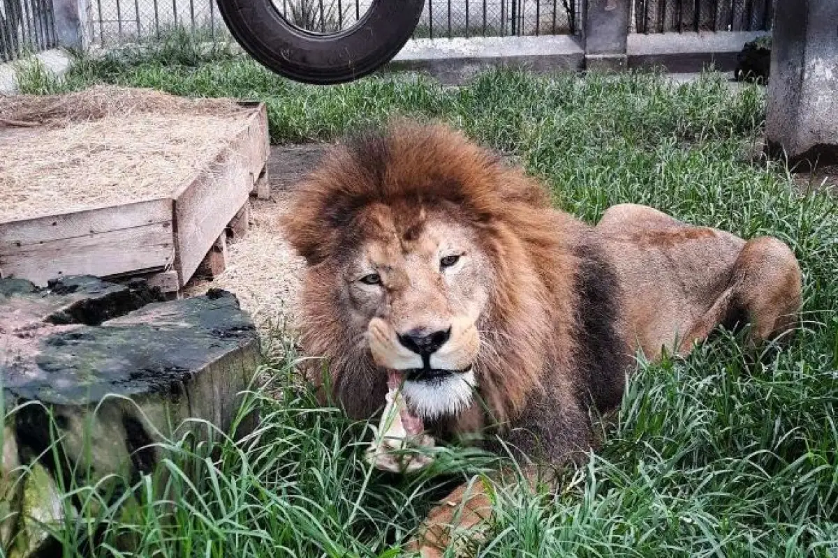 Simba el leon condenado a muerte sería sacrificado en febrero, 