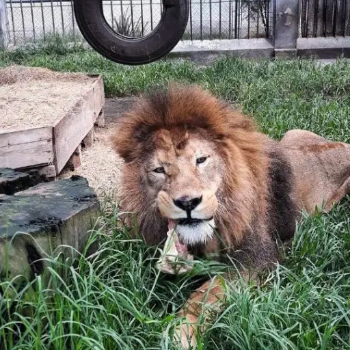Simba el leon condenado a muerte sería sacrificado en febrero ,