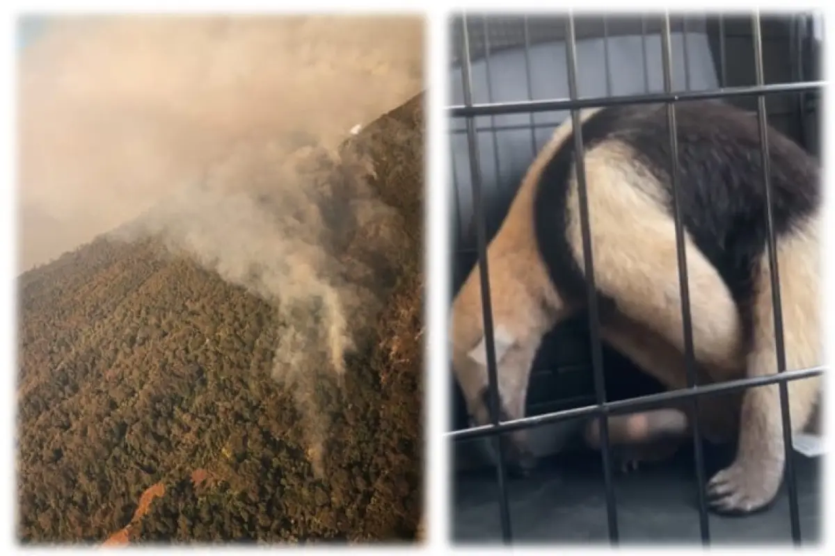 incendio-volcan-oso-hormiguero-emisoras-unidas, 