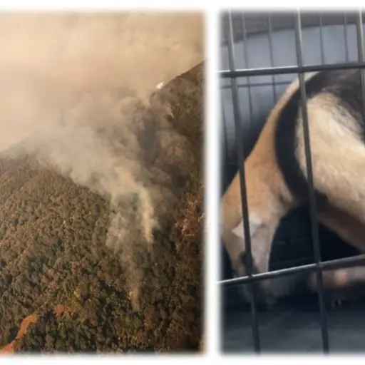 incendio-volcan-oso-hormiguero-emisoras-unidas ,