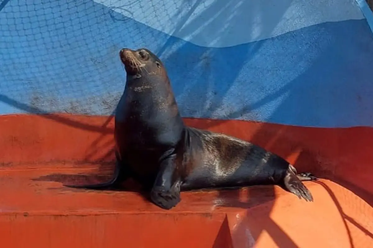 León Marino Zoológico La Aurora, 