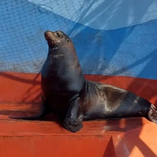 León Marino Zoológico La Aurora ,