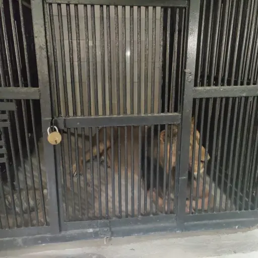 Foto: X/@sudhakarudumula