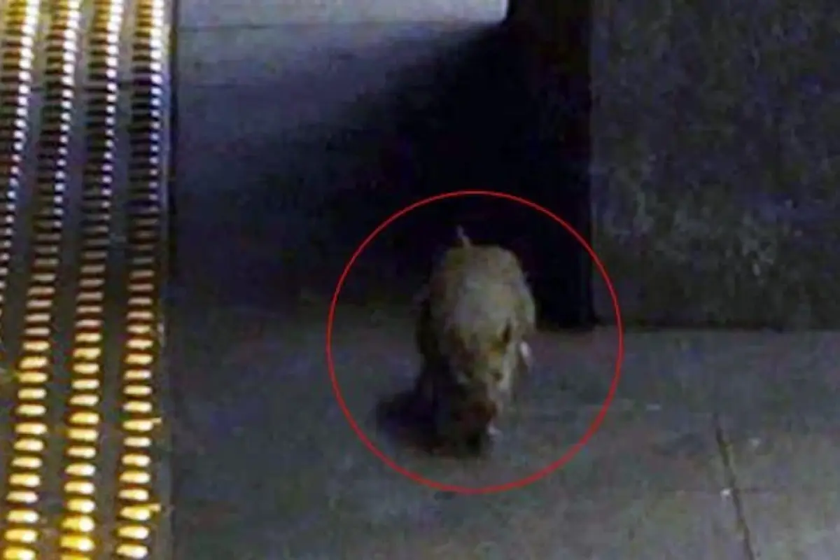 rata-interrumpe-entrevista-de-politico,