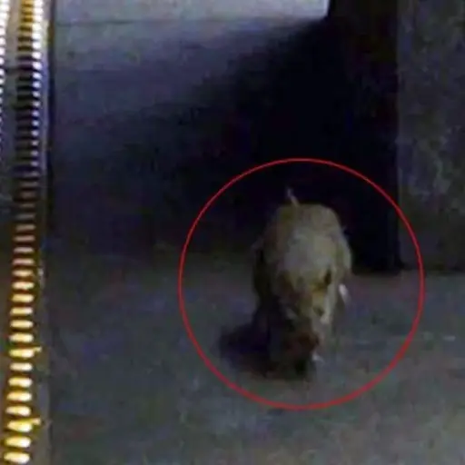 rata-interrumpe-entrevista-de-politico ,