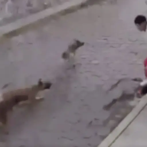 jauria-de-perros-ataca-brutalmente-a-dos-jovenes ,