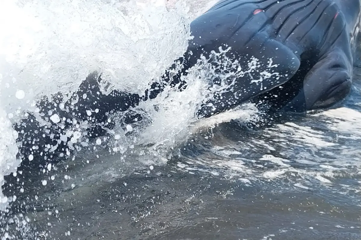 ballena-muerta-monterrico-emisoras-unidas, 