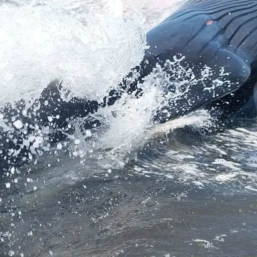 ballena-muerta-monterrico-emisoras-unidas ,