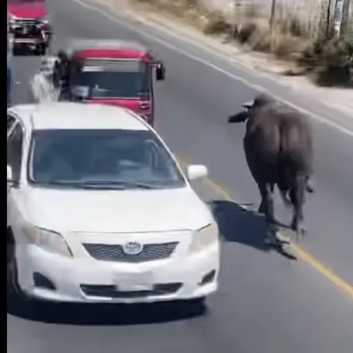 Captura de pantalla video