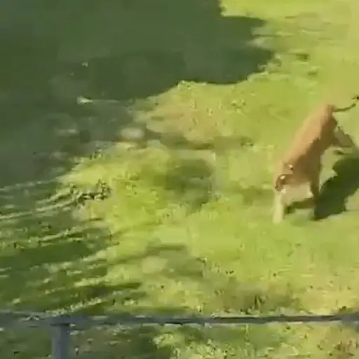 Captura de pantalla video TikTok