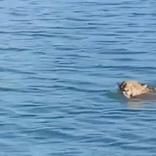 Captura de pantalla video. 