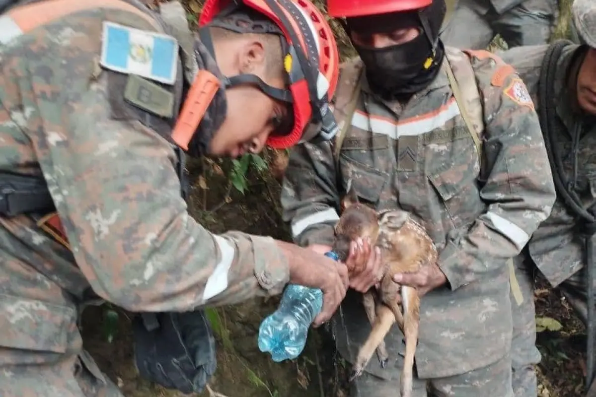 Rescate-de-animales-en-los-incendios-forestales-foto-conap-version-web.jpeg, 