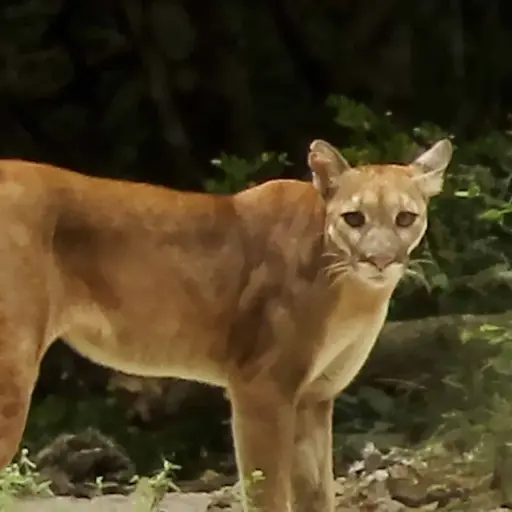 Imagen con fines ilustrativos/ Foto: Francisco Asturias 