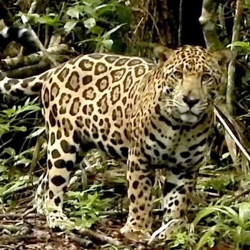 Foto: Francisco Asturias