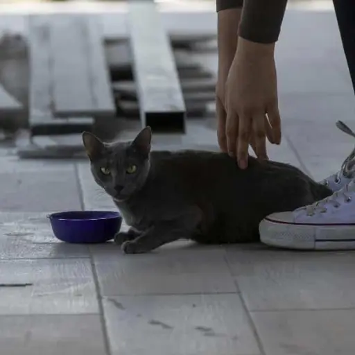 Los humanos transmiten más virus a los animales que al contrario, según un estudio