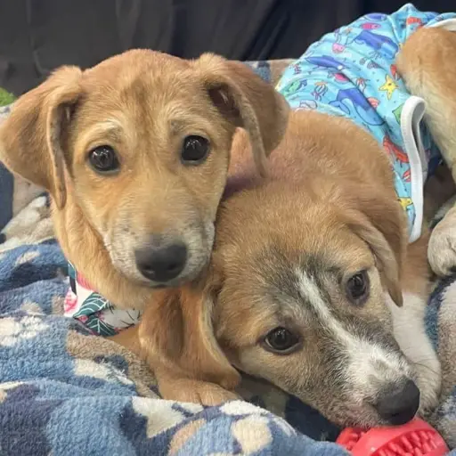 Foto: Albergue Municipal de Mascotas Mixco.