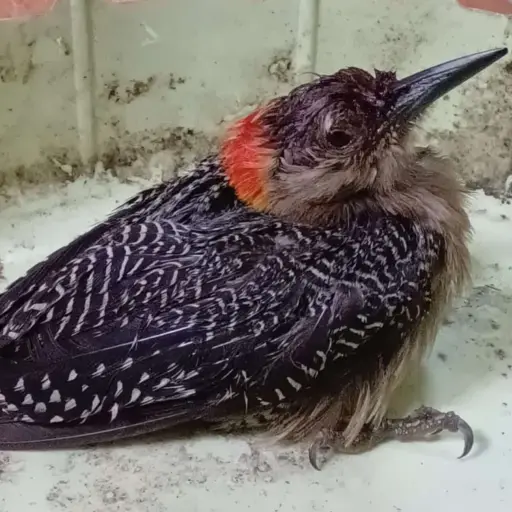 Pájaro carpintero rescatado y liberado escalado (1) ,
