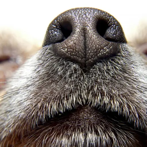 perros-pueden-detectar-la-infidelidad ,