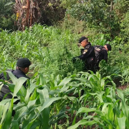 Plantacione de droga 002 ,