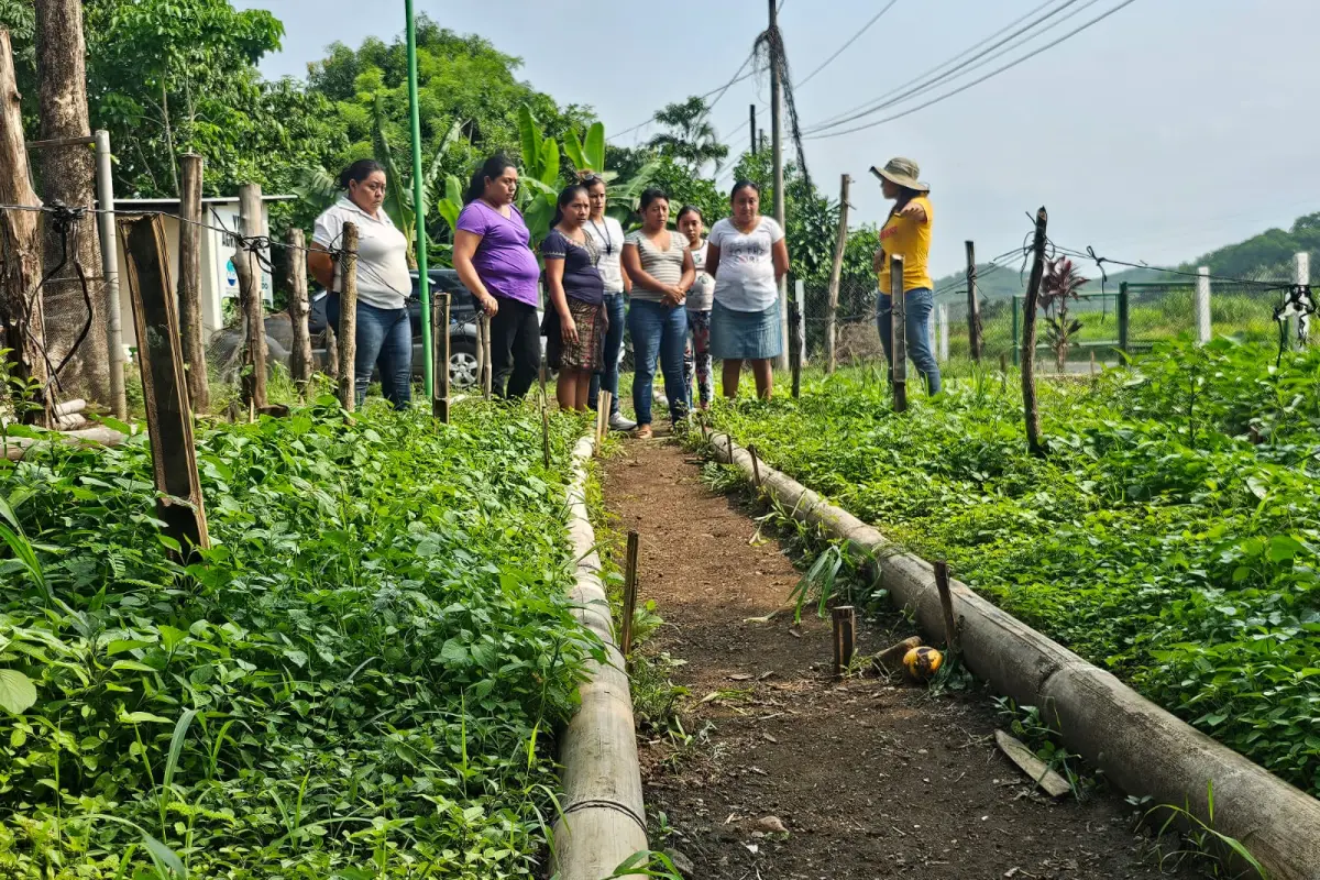 Producción de hierba mora en Suchitepéquez, 