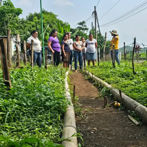 Producción de hierba mora en Suchitepéquez ,