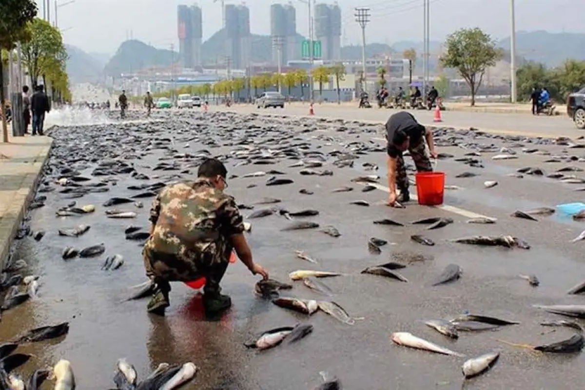 lluvia-de-peces-sobre-iran, 