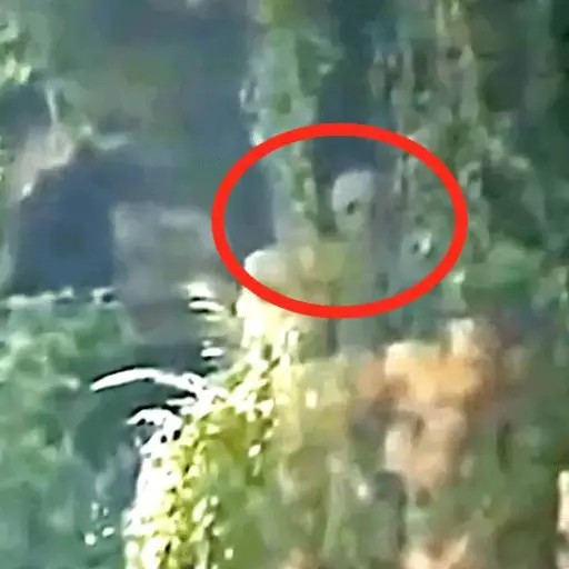 Captura de pantalla video. 