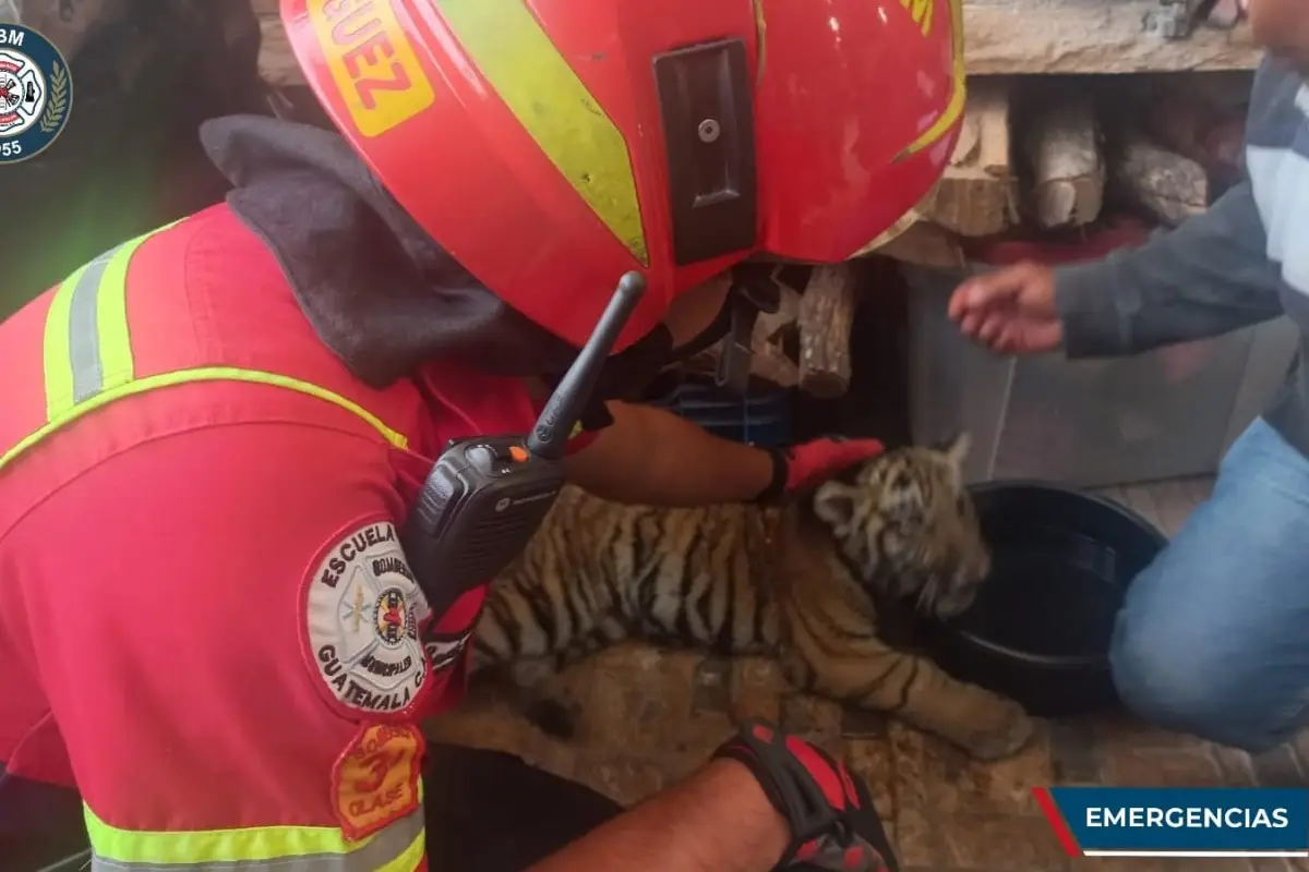 rescate-tigre-villa-nueva-emisoras-unidas.jpeg, 