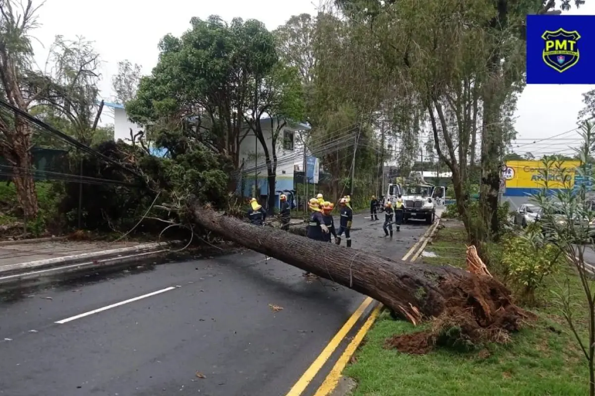 Árbol cae en zona 16. Foto: MuniGuate