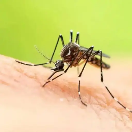 Imagen con fines ilustrativos 