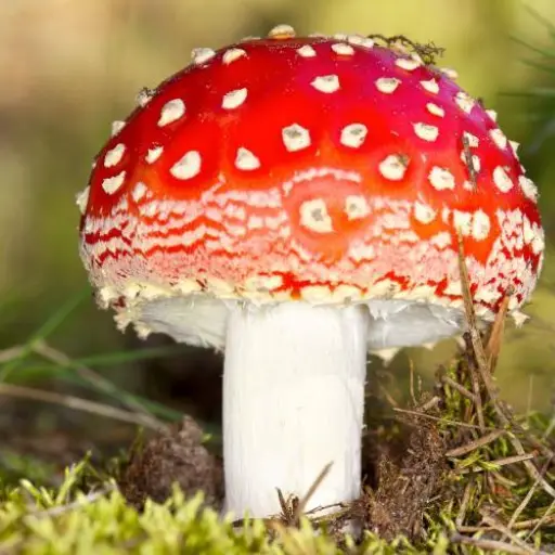 alerta por consumo de hongos ,