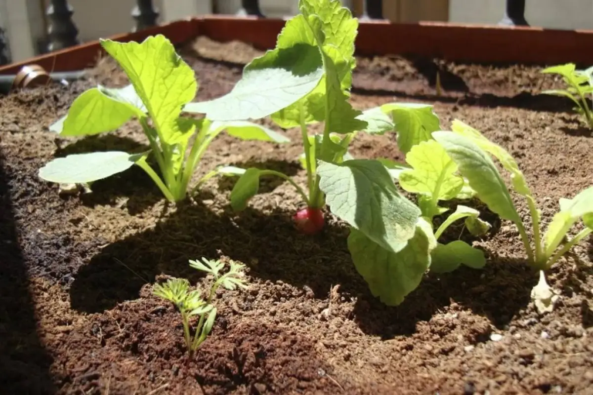 cultivos-agricultura-emisoras-unidas.webp, 