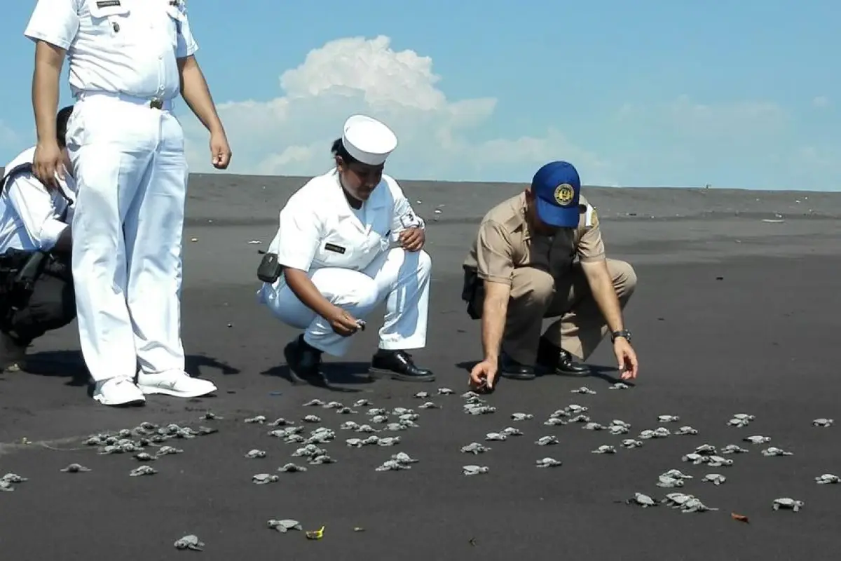 Guatemala libera miles de parlamas recién nacidas en sus océanos anualmente. Foto: Ejército de Guatemala.