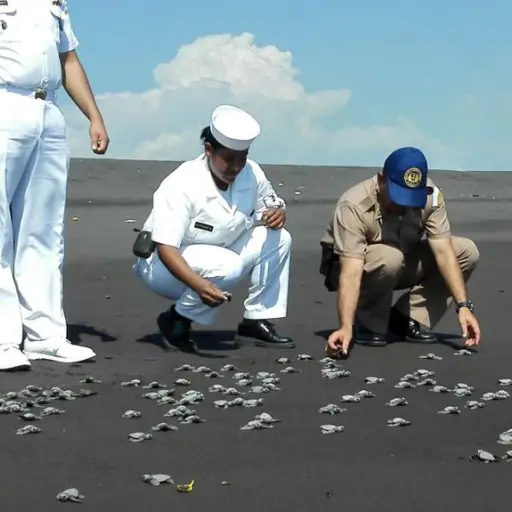 Guatemala libera miles de parlamas recién nacidas en sus océanos anualmente. Foto: Ejército de Guatemala.