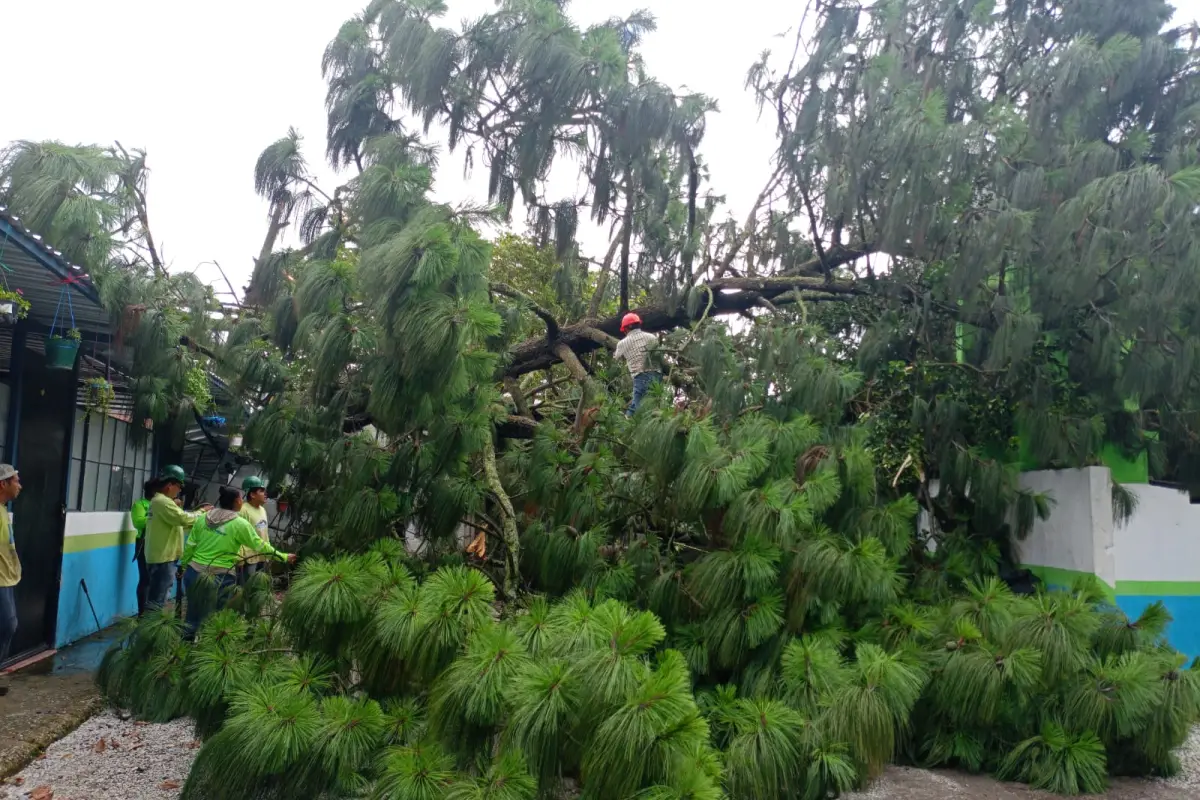 La caída del árbol no causó heridos. Foto: Municipalidad de Mixco.